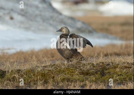 L'eider à lunettes hen (Somateria fischeri) faisant une aile s'étendent sur près de Barrow AK de la toundra. Banque D'Images