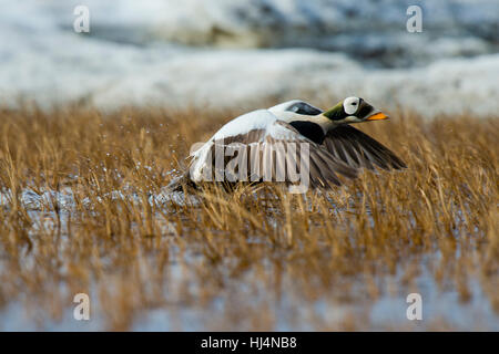 Ours à lunettes drake eider à duvet (Somateria fischeri) prendre son envol sur l'étang de la toundra près de Barrow en Alaska Banque D'Images