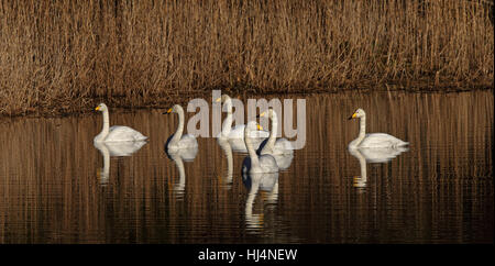 Troupeau de cygnes de Whooper (Cygnus cygnus), natation. Roseaux en arrière-plan Banque D'Images