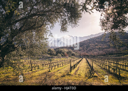 Fin d'après-midi sur les rangées de vignes taillées soigneusement dans la Balagne Corse avec des montagnes couvertes de neige dans l'arrière-plan Banque D'Images