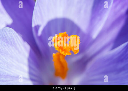 Centre d'une fleur de crocus mauve (famille) avec trois étamines orange vif. Image réalisée à l'aide d'un objectif macro, UK Banque D'Images