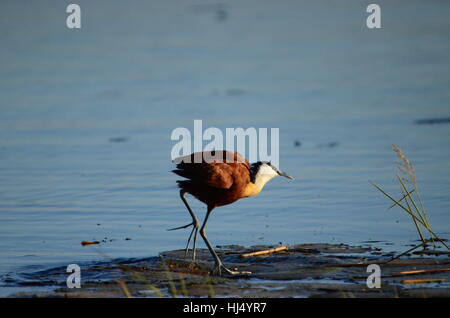 L'African Jacana bird Banque D'Images