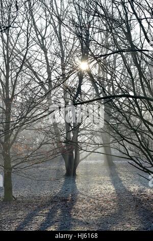 Brighton, Sussex, UK. 22 janvier, 2017. Un matin brumeux et glacial dans les bois aux alentours de Falmer Brighton comme le froid se poursuit à travers le sud de la Grande-Bretagne avec une baisse des températures de moins 5 degrés Celsius dans certaines régions Crédit : Simon Dack/Alamy Live News Banque D'Images