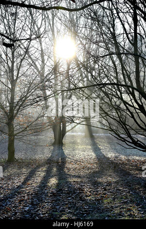 Brighton, Sussex, UK. 22 janvier, 2017. Un matin brumeux et glacial dans les bois aux alentours de Falmer Brighton comme le froid se poursuit à travers le sud de la Grande-Bretagne avec une baisse des températures de moins 5 degrés Celsius dans certaines régions Crédit : Simon Dack/Alamy Live News Banque D'Images