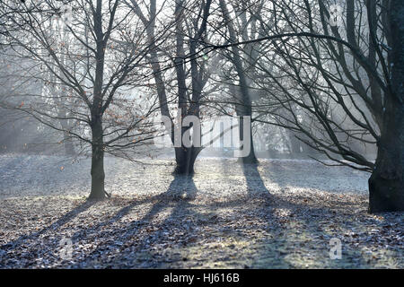 Brighton, Sussex, UK. 22 janvier, 2017. Un matin brumeux et glacial dans les bois aux alentours de Falmer Brighton comme le froid se poursuit à travers le sud de la Grande-Bretagne avec une baisse des températures de moins 5 degrés Celsius dans certaines régions Crédit : Simon Dack/Alamy Live News Banque D'Images