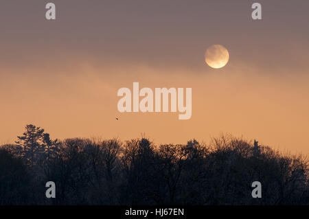 Dunkeld, Perthshire, Écosse, Royaume-Uni. 26 janvier 2017. Le soleil brille faiblement à travers le brouillard qu'il s'élève au-dessus de bois. Birnam Credit : Cameron Cormack/Alamy Live News Banque D'Images