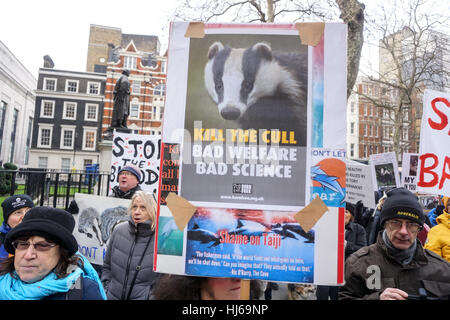London UK. 26 janvier, 2017. Les protestataires est titulaire d'une manifestation silencieuse devant le DEFRA contre l'abattage de blaireaux dans les 10 866 blaireaux de rassemblent chacune qui ont été assassinées dans la saison 2016 Meurtre au Parlement mars Yard pour un rassemblement,London,UK. Credit : Voir Li/Alamy Live News Banque D'Images