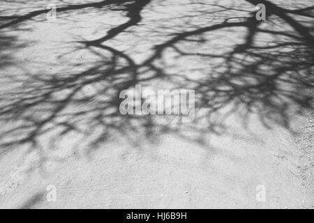 Ombre de Baobab de 400 ans en Inde Banque D'Images