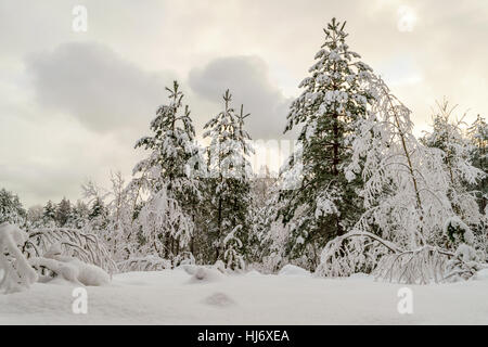 Paysage d'hiver enneigé avec forêt de sapins et arbres gelés Photographie Banque D'Images