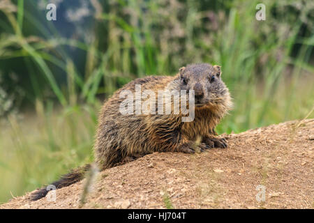 Marmotte bébé est debout sur le sol de prairie alpine, Trentin, Italie Banque D'Images