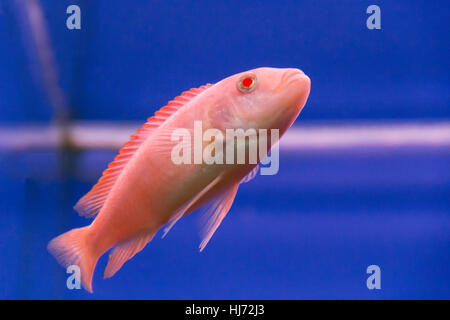 Photo de poissons d'aquarium d'eau douce aulonocara Banque D'Images