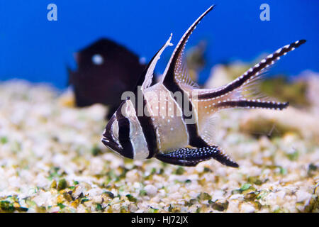 Photo de poissons d'aquarium d'apogon pterapogon kauderni Banque D'Images