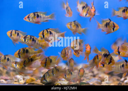 Photo de poissons d'aquarium de cichlidés ram bolivien Banque D'Images