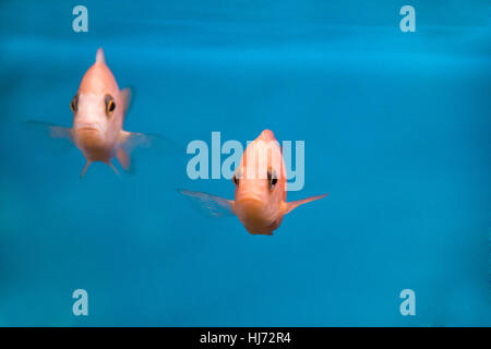 Photo de poissons d'aquarium d'eau douce aulonocara Banque D'Images