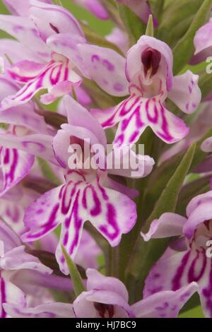 Close-up of Common Spotted Orchid fleurs (Dactylorhiza fuchsii) Banque D'Images