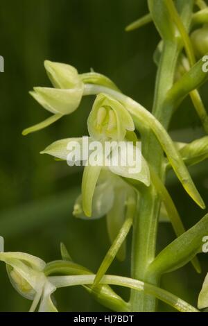 Close-up of platanthère verdâtre (Platanthera chlorantha) flower Banque D'Images