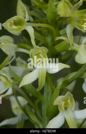 Close-up of platanthère verdâtre (Platanthera chlorantha) fleurs Banque D'Images