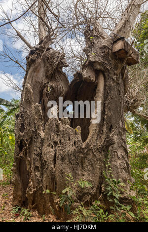 Vieux et creux d'épaisseur sur l'Île Baobab Uzi avec ruche, Uzi Island, Zanzibar, Tanzania, Africa Banque D'Images