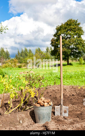 Les pommes de terre fraîchement creusés dans le métal seau et pelle sur le terrain à sunny day Banque D'Images