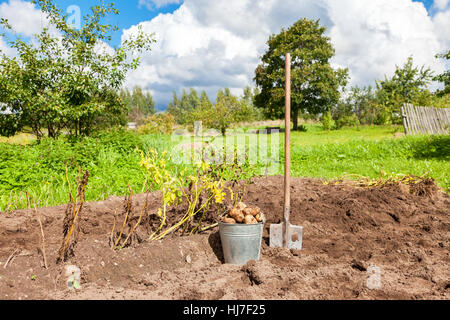 Les pommes de terre fraîchement creusés dans le métal seau et pelle sur le terrain à sunny day Banque D'Images