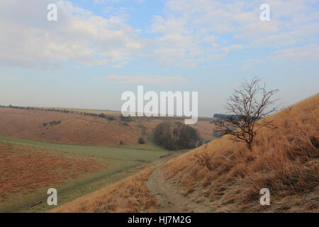 Paysage d'hiver anglais avec un arbre d'aubépine par une piste à travers les pittoresques vallées du Yorkshire Wolds en janvier. Banque D'Images