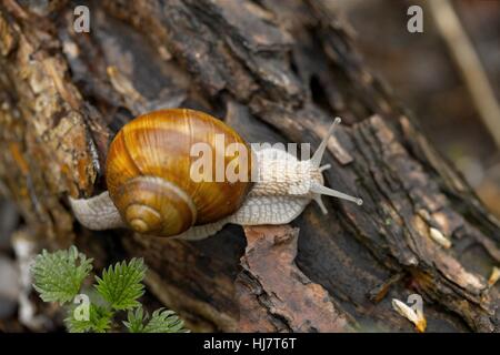 Rampant escargot sur le terrain Banque D'Images