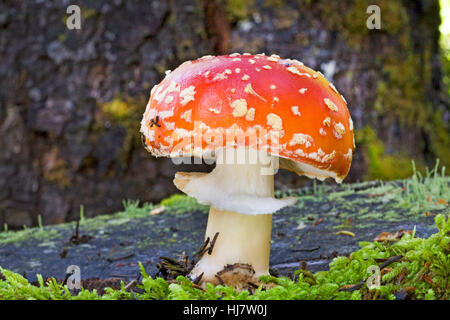 Amanita muscaria, communément connue sous le nom de fly fly agaric ou amanita, est un poisonouso champignon. C'est un hallucinogène toxique et mortelle si elle n'est pas bouilli Banque D'Images