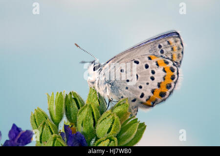 Une Melissa's papillon bleu, Plebejus melissa, sur une cascade de fleurs sauvages dans les montagnes de l'Oregon. Banque D'Images