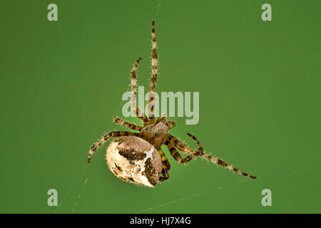 Une araignée Araneus diadematus orbweaver,, dans son site web Banque D'Images