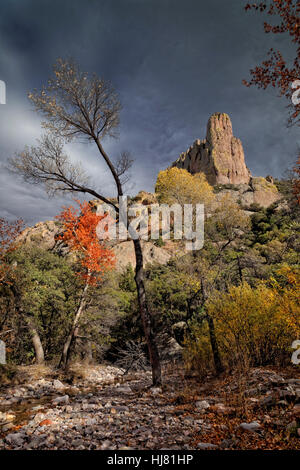 L'automne dans le désert de l'Arizona, Chiricahua Banque D'Images