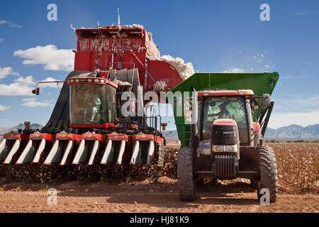 La récolte de la moissonneuse-batteuse de coton- Agriculture - Marana, Arizona Banque D'Images