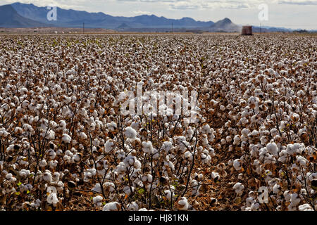 Prêts pour la récolte de coton - Agriculture - Marana, Arizona Banque D'Images