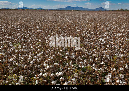 Champ de coton prêtes pour la récolte - Marana, Arizona Banque D'Images