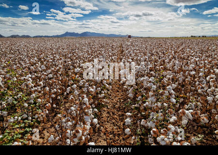 Récolte de coton - Agriculture - Marana, Arizona Banque D'Images
