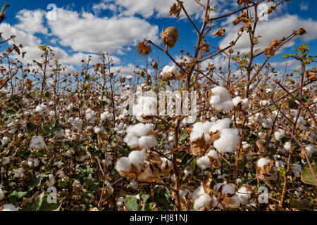 Prêts pour la récolte de coton pima - Agriculture - Marana, Arizona Banque D'Images