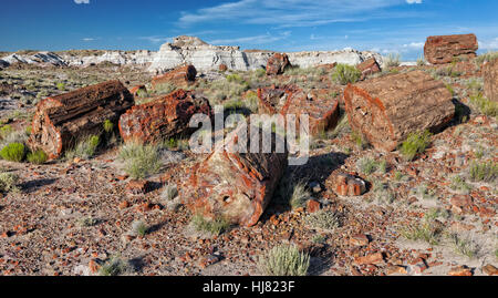 Les sections de l'arbre pétrifié - Parc National de la Forêt Pétrifiée, AZ Banque D'Images