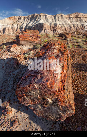 La Section de l'arbre pétrifié - Parc National de la Forêt Pétrifiée, AZ Banque D'Images