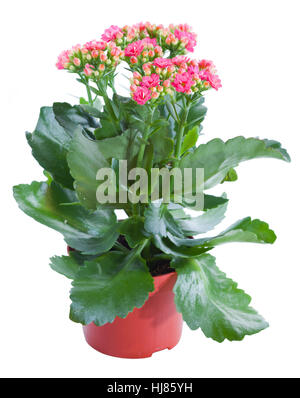 Floraison de plantes en pot Kalanchoe isolated on white Banque D'Images