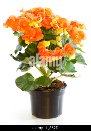 Plante en fleurs de bégonia en pot isolé sur blanc. Banque D'Images