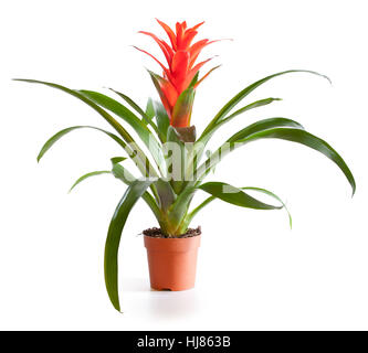 L'épanouissement de la plante guzmania en cache-pot isolé sur blanc. Banque D'Images