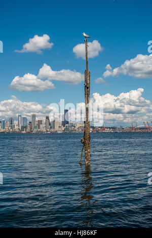 Une mouette se repose sur un post avec le Seattle Skyline dans la distance. Banque D'Images