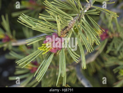 Fleurs mâles de le pin, Pinus albicaulis à haute altitude dans la Sierra Nevada. Banque D'Images