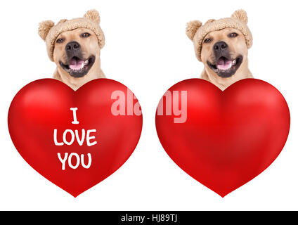 Lovely cute smiling dog avec grand coeur saint-valentin, isolé sur fond blanc Banque D'Images