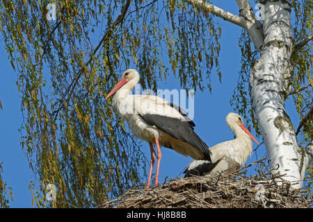 Cigognes blanches (Ciconia ciconia), paire sur son nid à côté de bouleau (Betula), Parc national de Biebrza, Pologne Banque D'Images