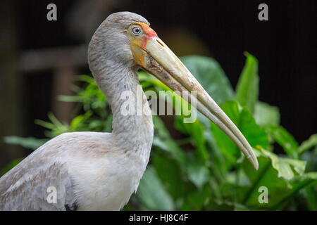 Bec jaune - stork Mycteria ibis - portrait close up Banque D'Images