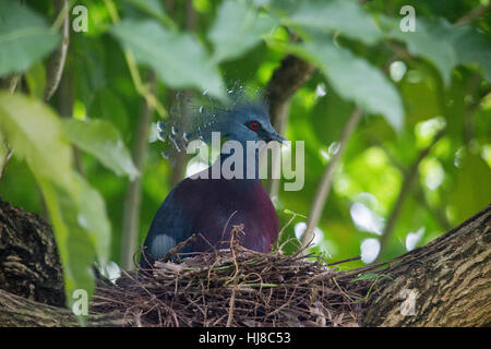 Victoria - pigeon couronné Goura Victoria - est un gros pigeon gris bleu qui vit dans la région de la Papouasie-Nouvelle-Guinée. Banque D'Images