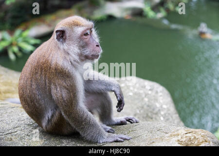 Un macaque mâle se détend sur un rocher à côté d'un étang dans le parc d'oiseaux de Kuala Lumpur. Banque D'Images