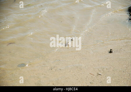 Mudskipper amphibie ou poissons nagent et marcher sur la plage, dans la mer d'Andaman mer tandis que le niveau de l'eau diminuait à Koh Yao Noi à Phang Nga, Thaïlande Banque D'Images