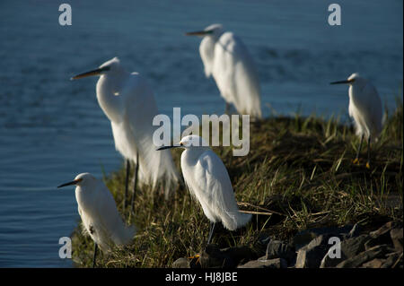 Un groupe et la Grande Aigrette neigeuse se tenir ensemble sur un rivage dans le soleil du matin. Banque D'Images