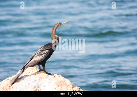 Anhinga (Anhinga anhinga), parfois appelé snakebird, vert, vert, de l'Amérique ou à l'eau turquie Banque D'Images